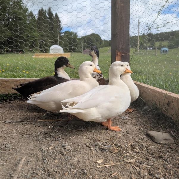 Raspberry, Blueberry, Strawberry, Pear, and Apple, a ADOPTABLE Duck in Cooperstown, NY image 2/5