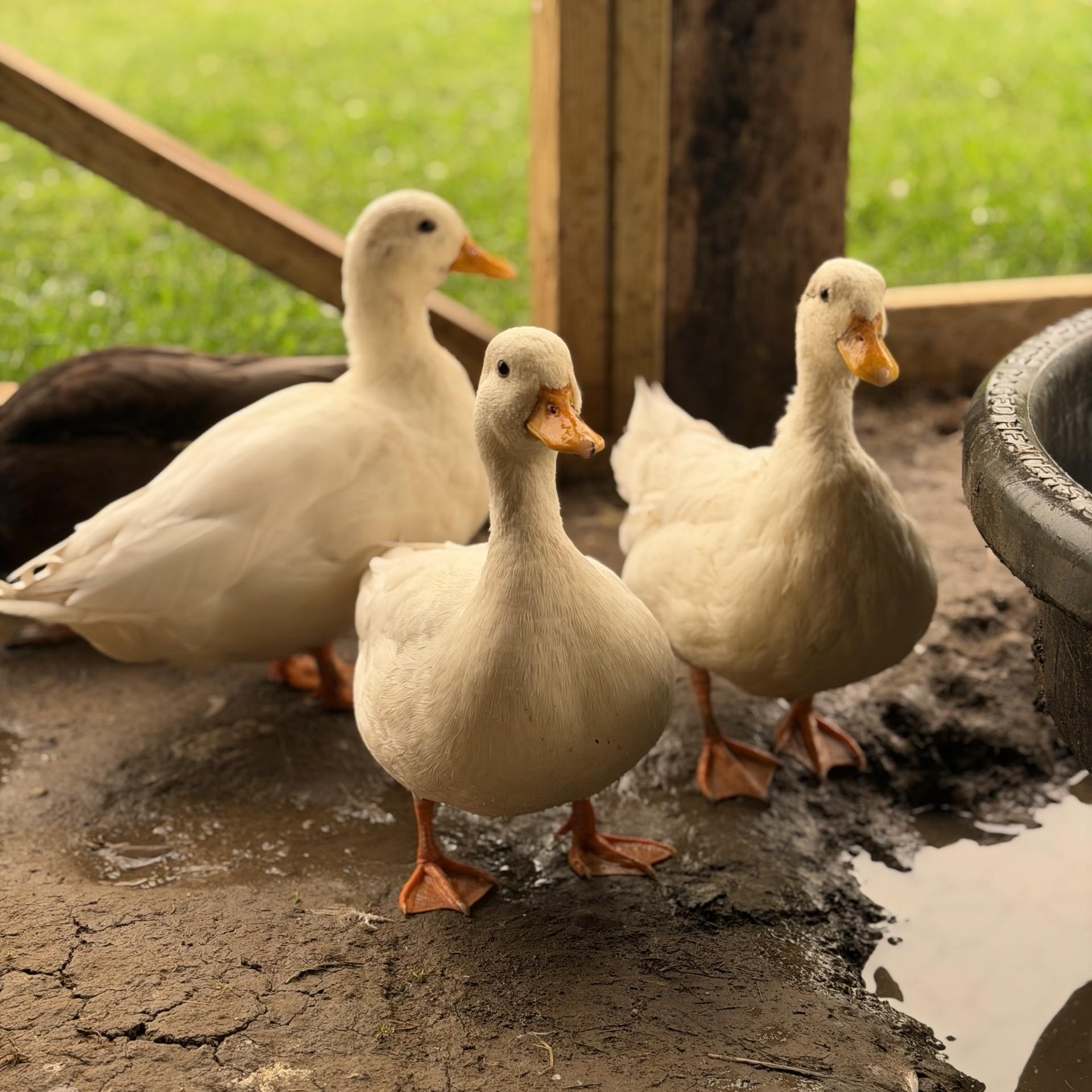 Raspberry, Blueberry, & Strawberry, an adopted Duck in Cooperstown, NY image 1/6