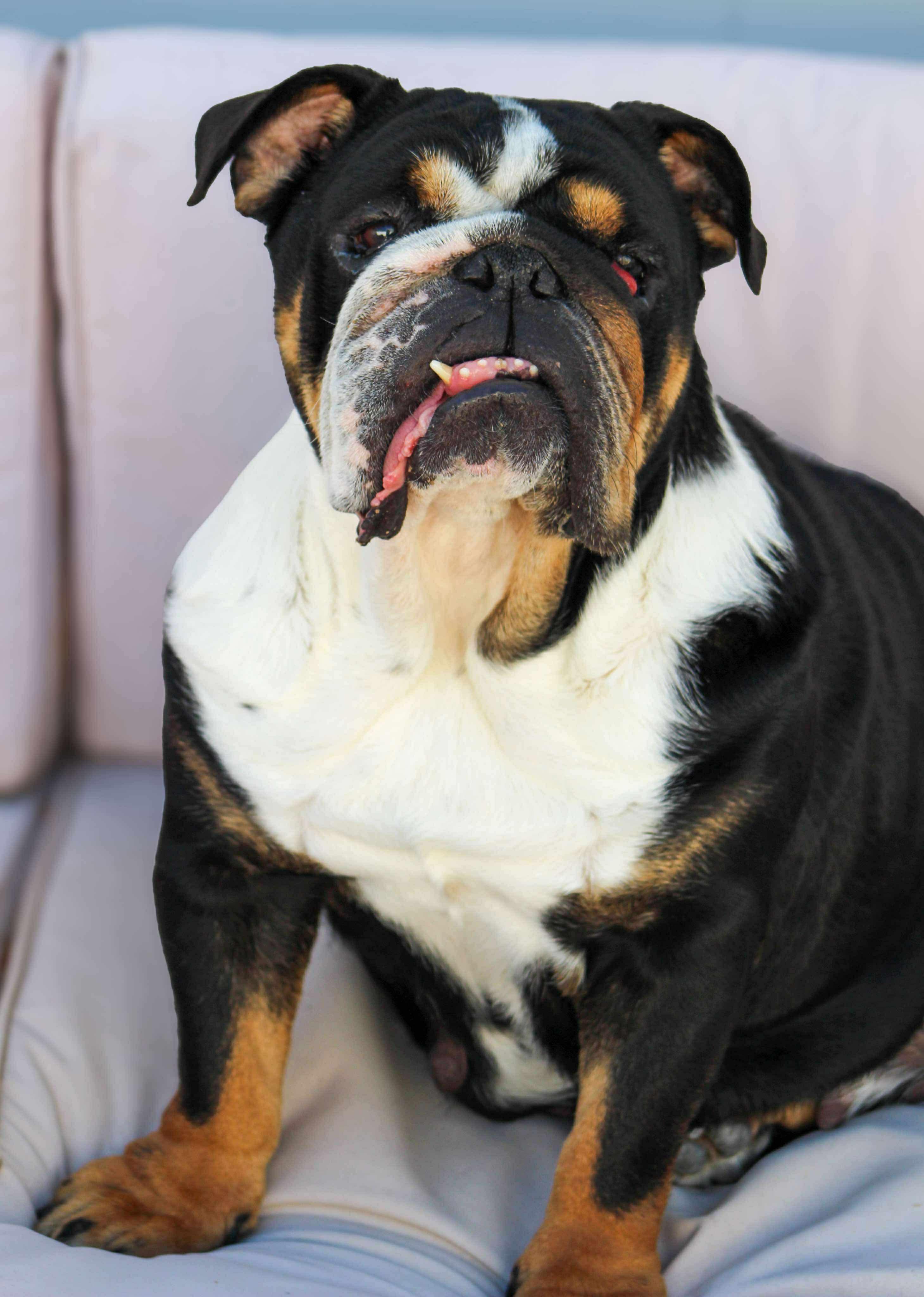 Bonnie the Bulldog, an adoptable English Bulldog in Green Bay, WI, 54313 | Photo Image 2