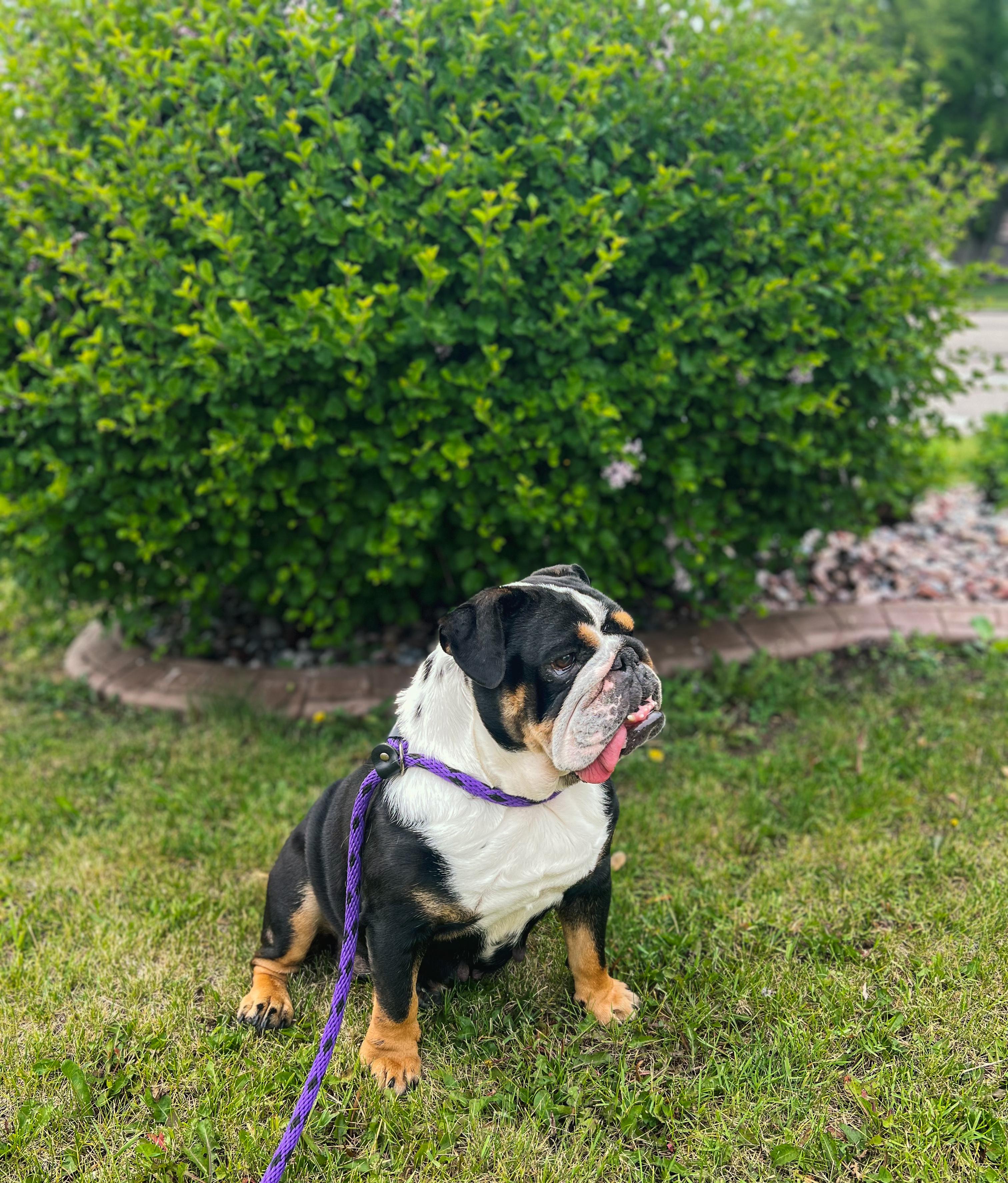 Bonnie the Bulldog, an adoptable English Bulldog in Green Bay, WI, 54313 | Photo Image 6