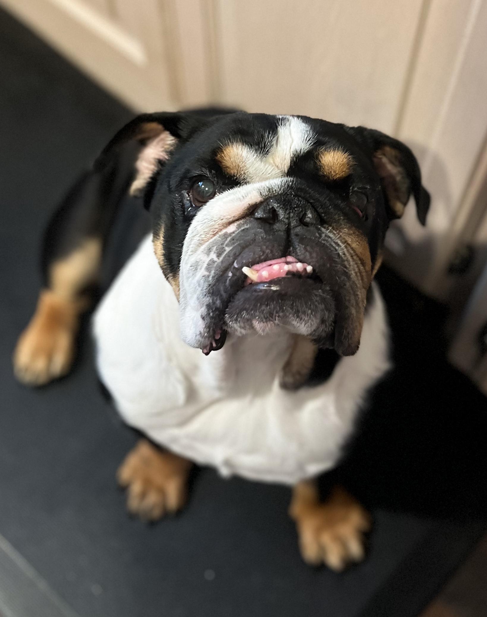 Bonnie the Bulldog, an adoptable English Bulldog in Green Bay, WI, 54313 | Photo Image 3