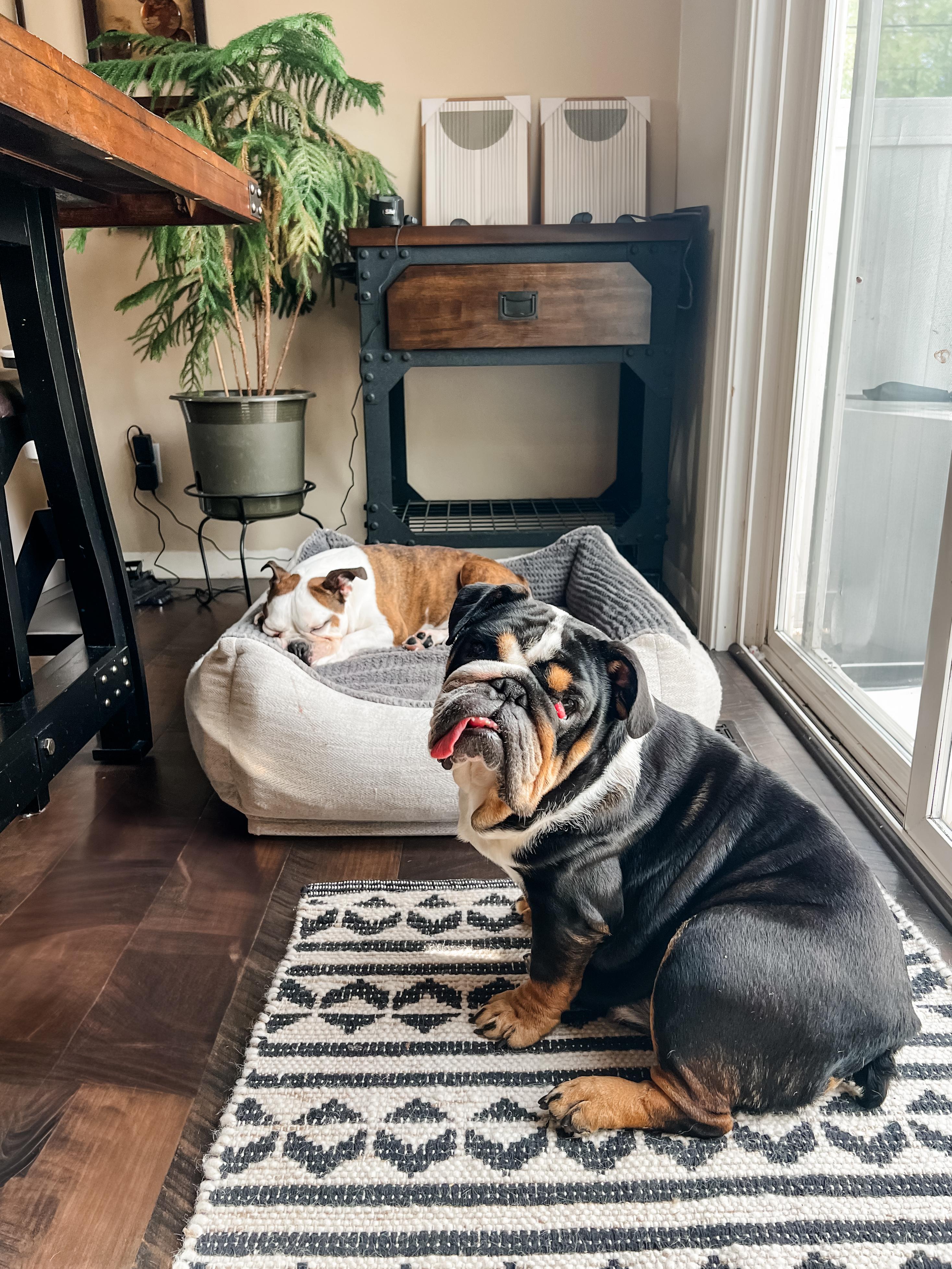 Bonnie the Bulldog, an adoptable English Bulldog in Green Bay, WI, 54313 | Photo Image 5
