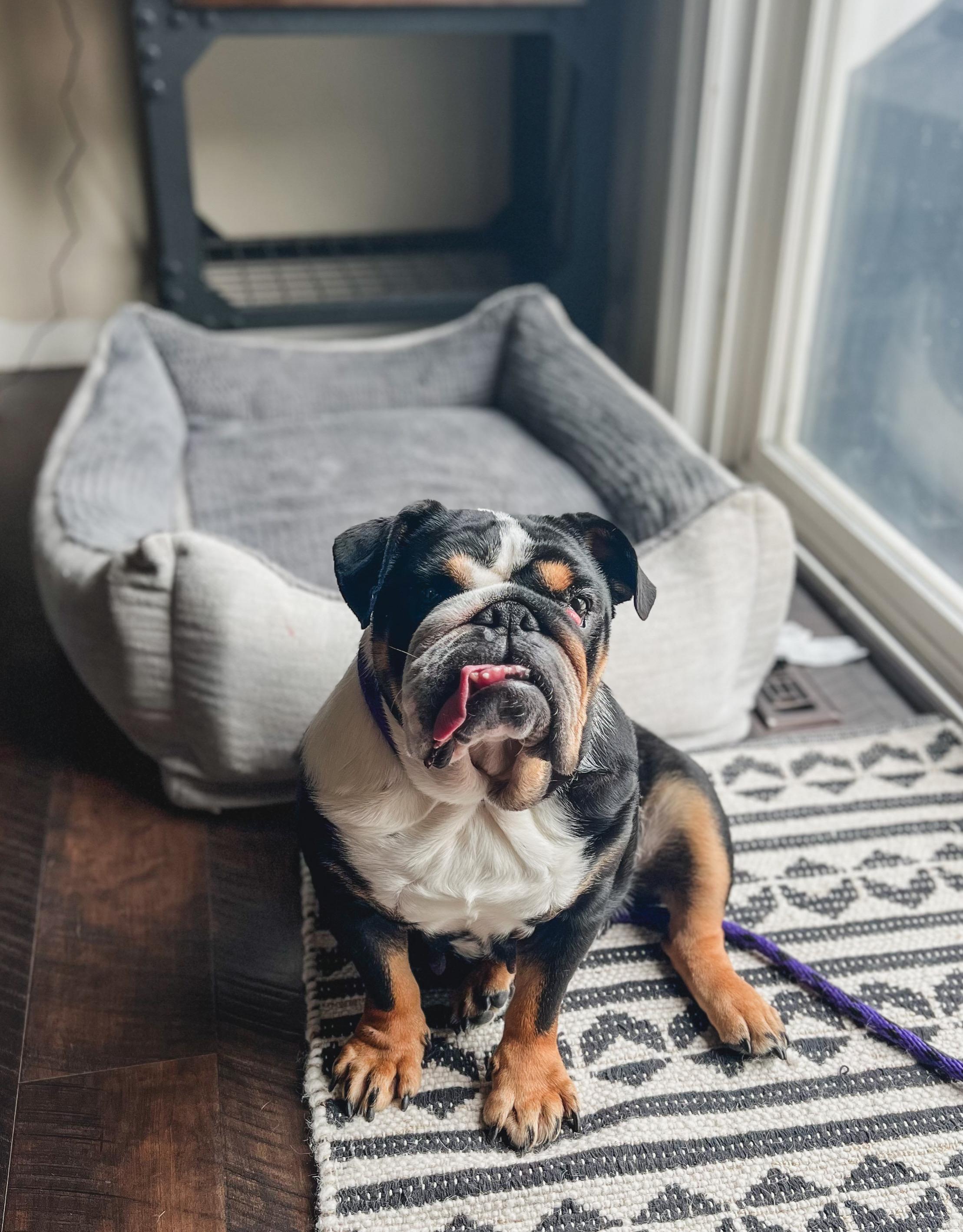 Bonnie the Bulldog, an adoptable English Bulldog in Green Bay, WI, 54313 | Photo Image 1