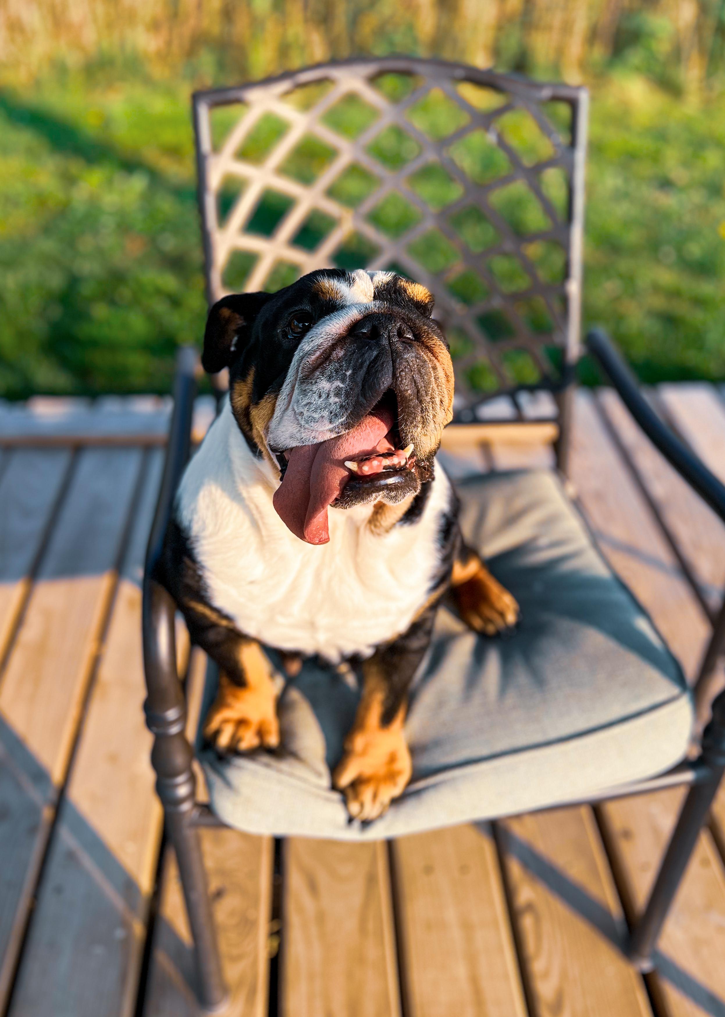 Bonnie the Bulldog, an adoptable English Bulldog in Green Bay, WI, 54313 | Photo Image 4