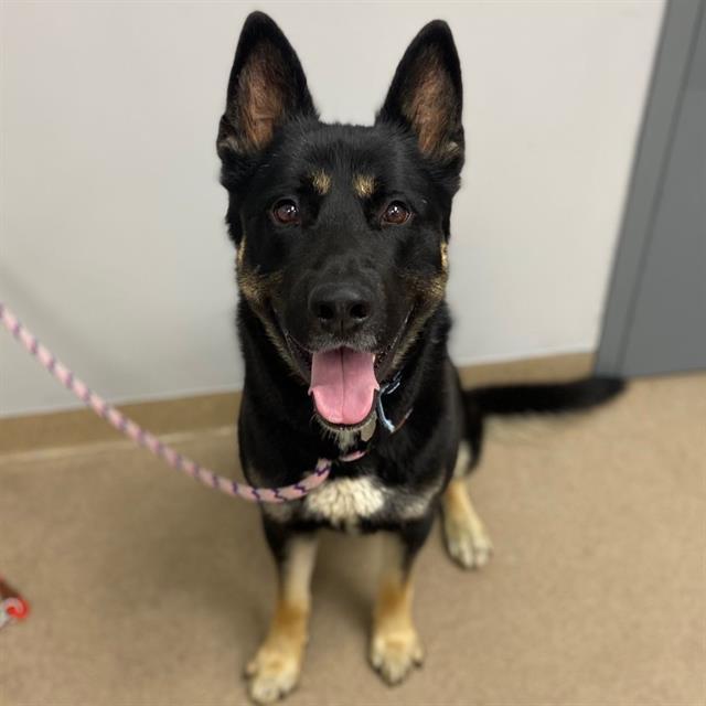 Enlarge BROCK, a Adoptable German Shepherd Dog in Aurora, CO image 1/1