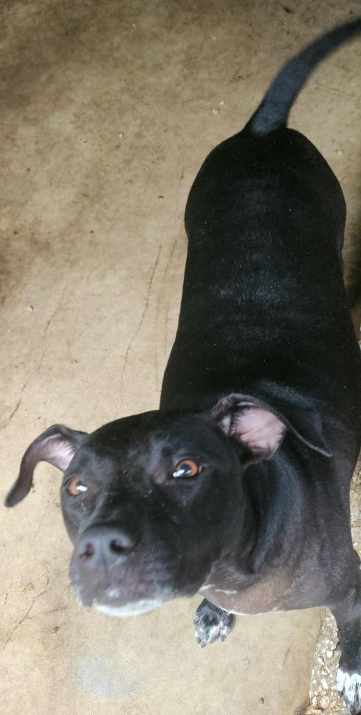 Princess, Adoptable, Adult Female Pit Bull Terrier.