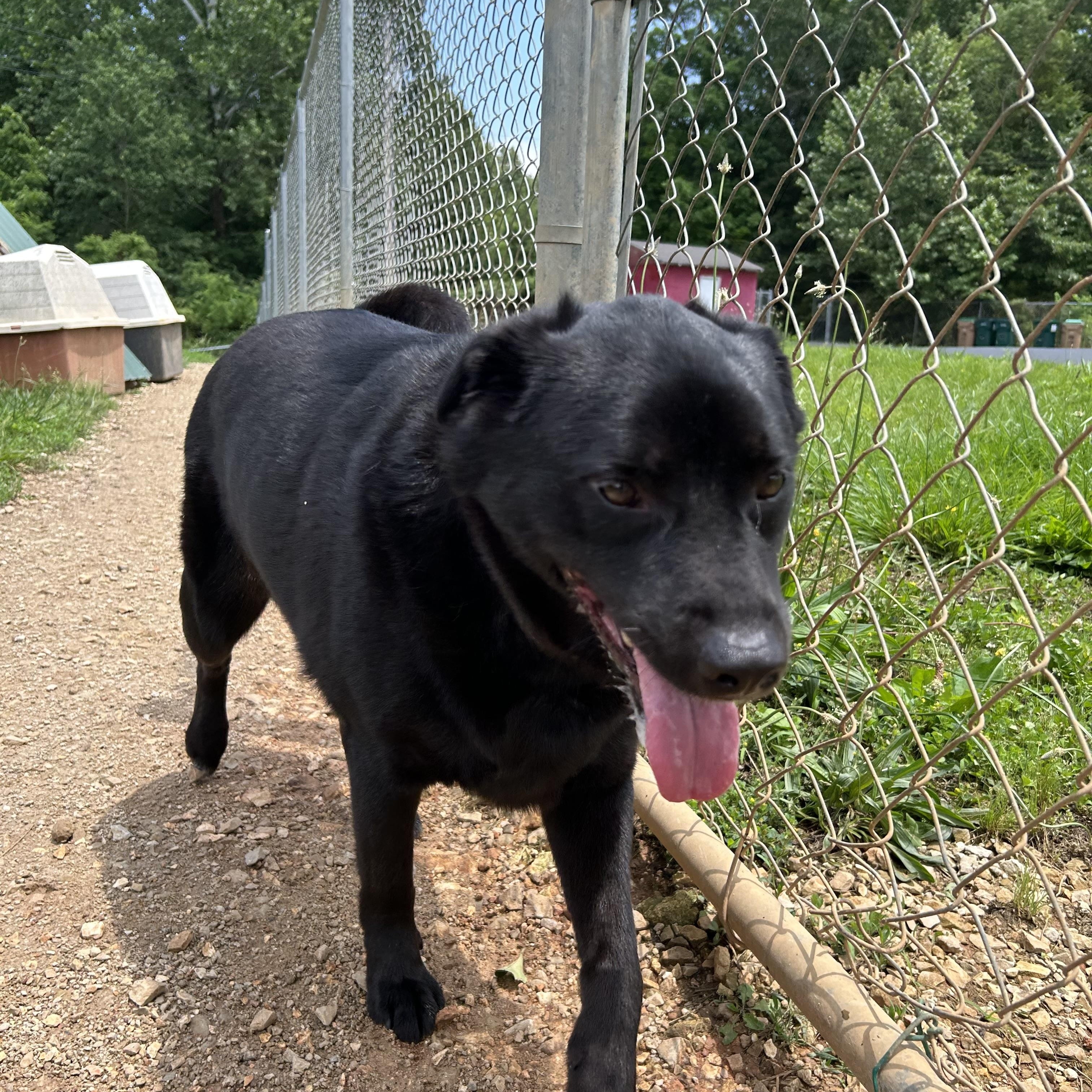 Pepper, a Adoptable mixed breed in Reeds Spring, MO image 4/4