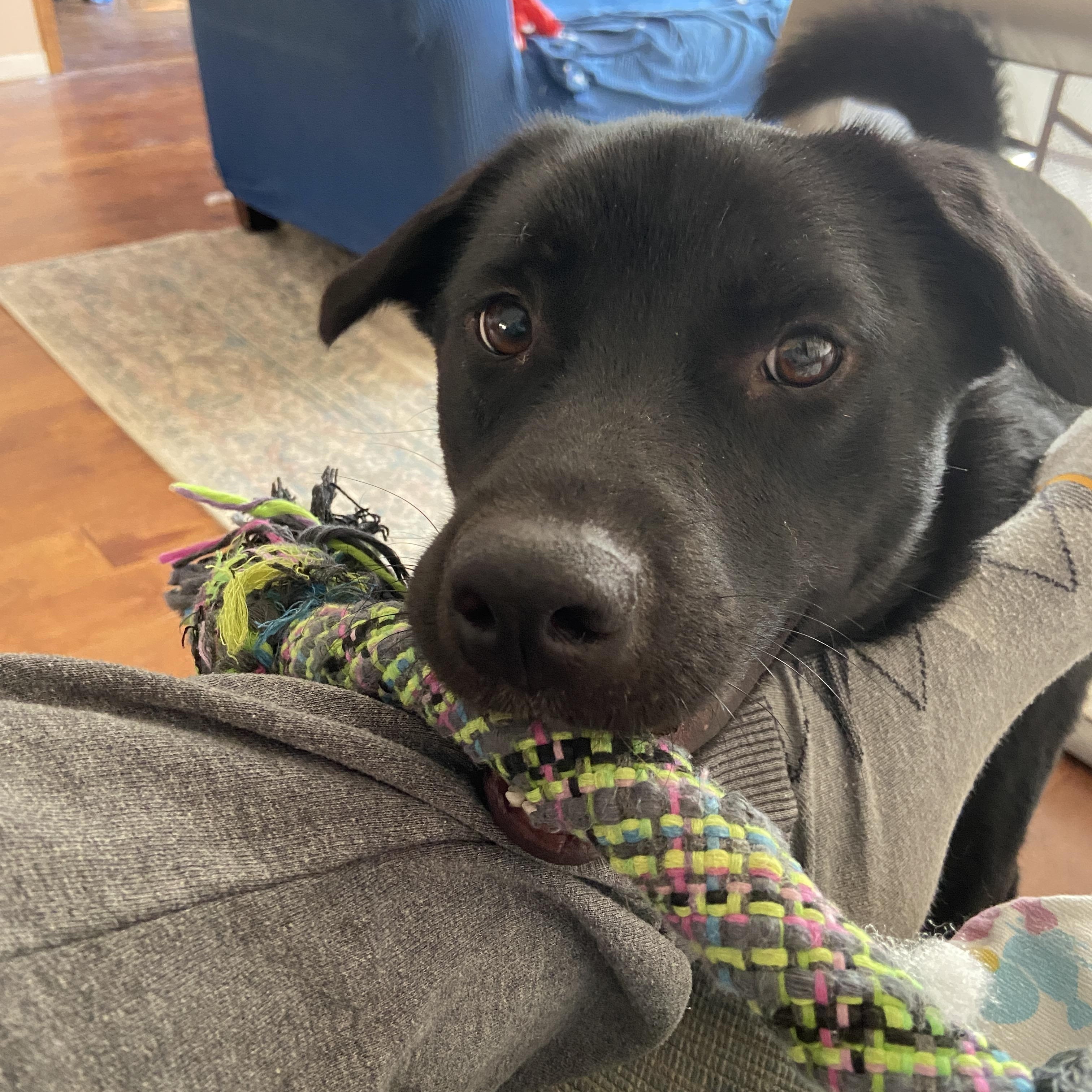 Pepper, a Adoptable mixed breed in Reeds Spring, MO image 2/4