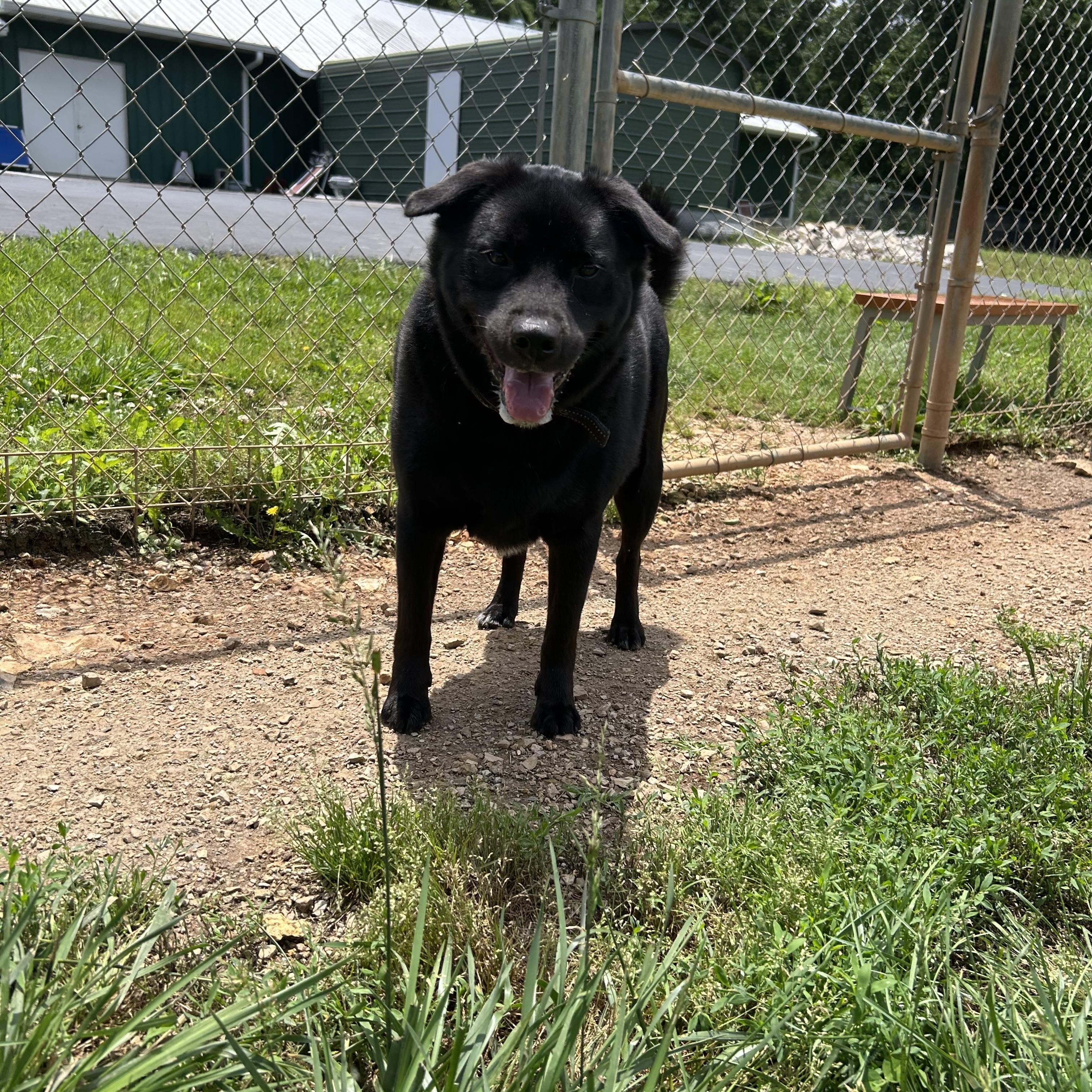 Pepper, a Adoptable mixed breed in Reeds Spring, MO image 3/4