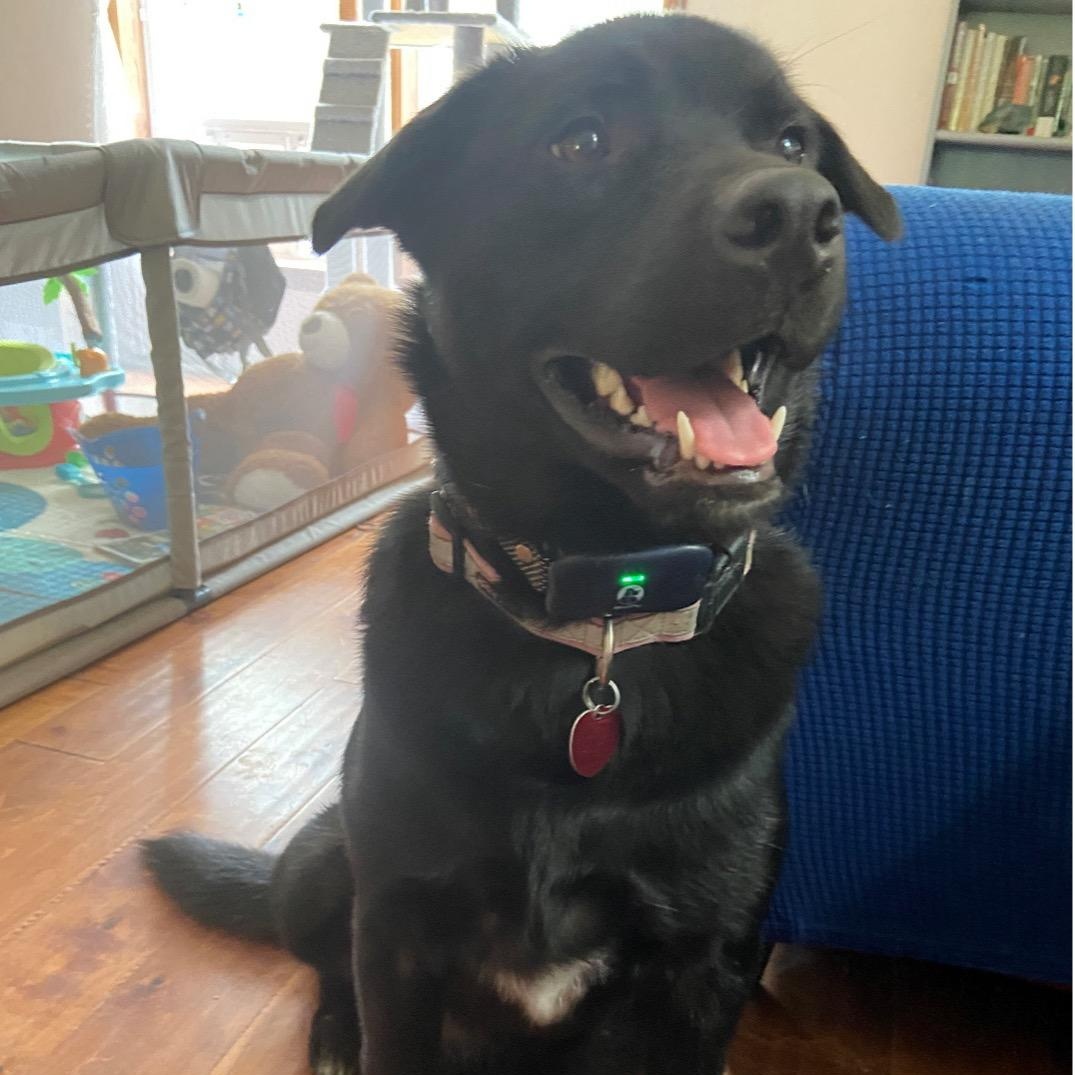 Pepper, Adoptable, Adult Female Black Labrador Retriever.