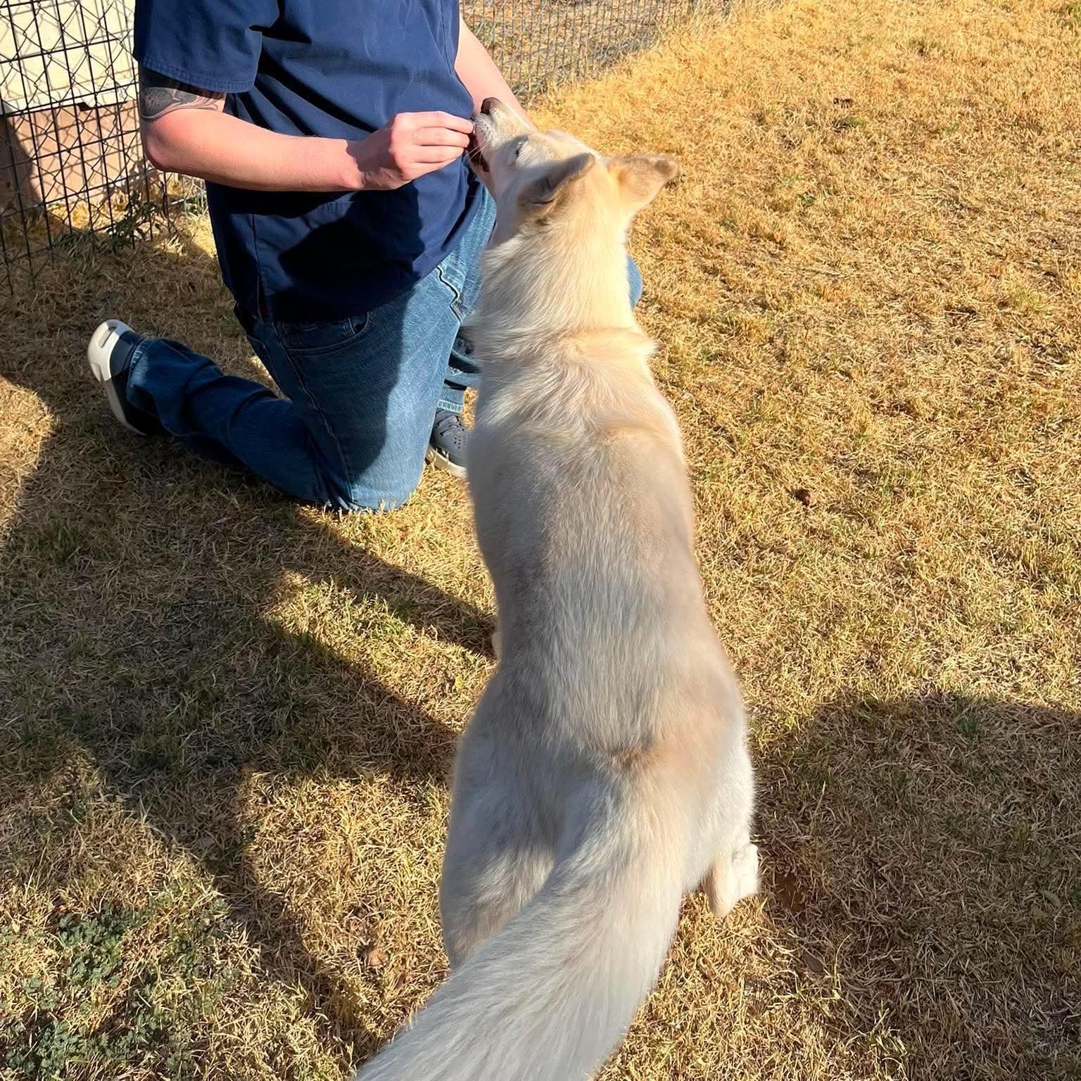 Enlarge Roxy, a Adopted Husky in San Antonio, TX image 2/3