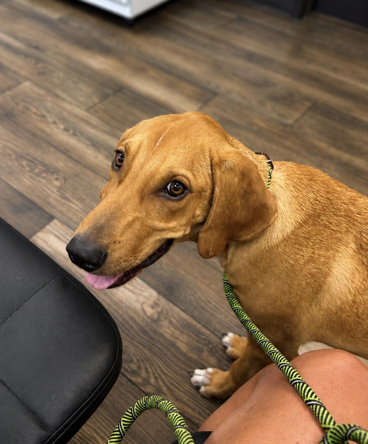 Enlarge Koda, a Adoptable mixed breed in TULSA, OK image 1/6