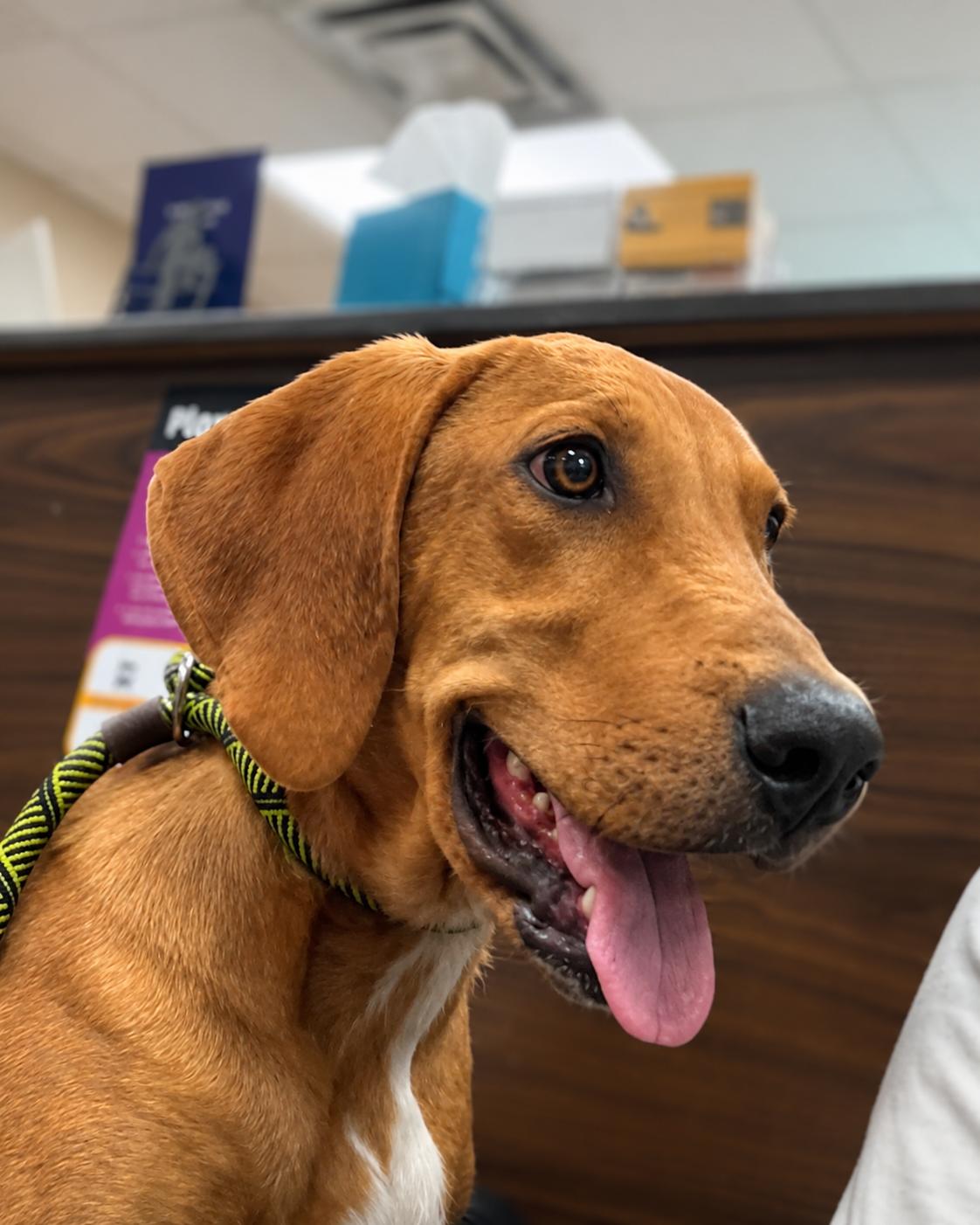 Koda, Adoptable, Young Male American Foxhound.