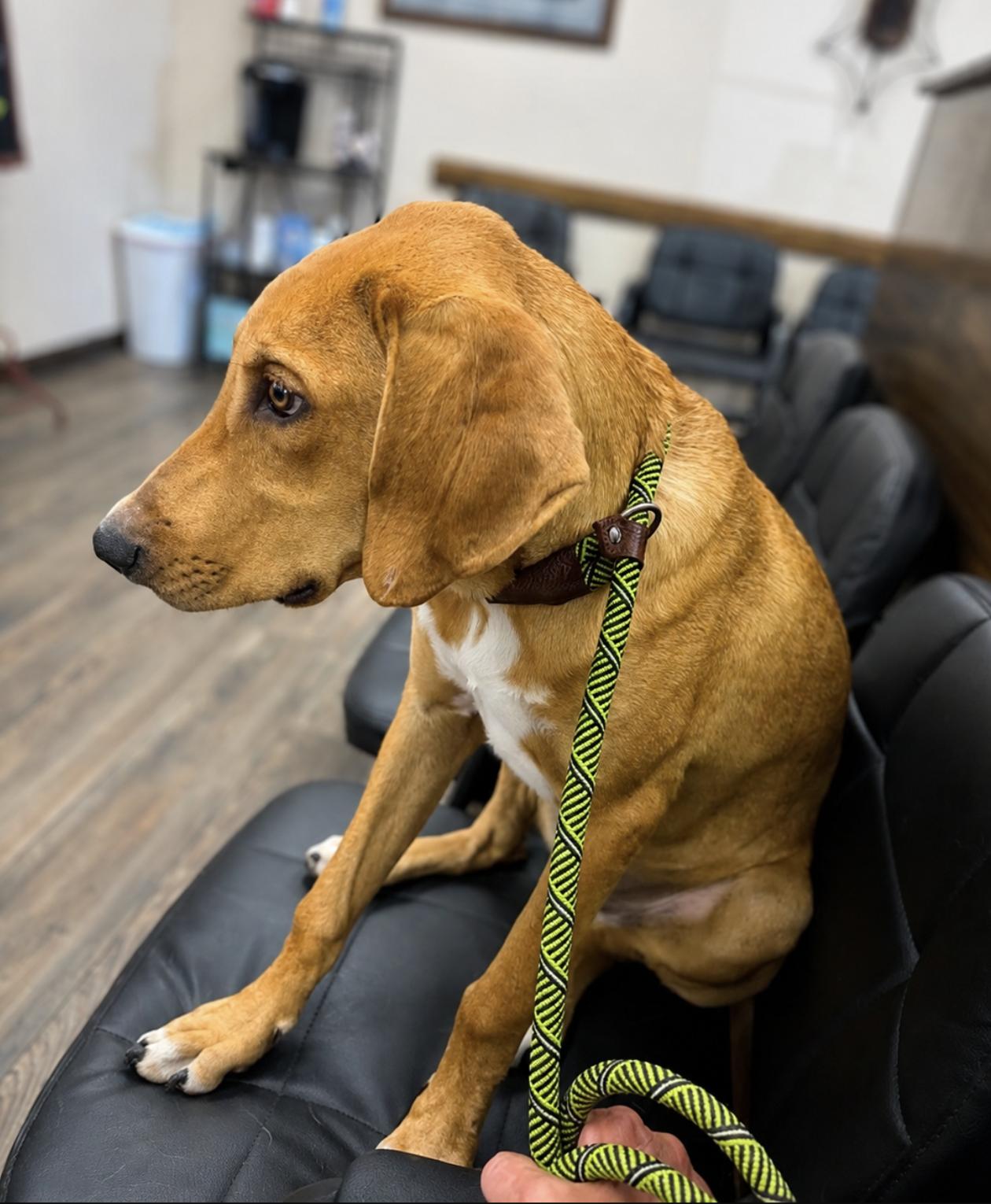 Enlarge Koda, a Adoptable mixed breed in TULSA, OK image 3/6