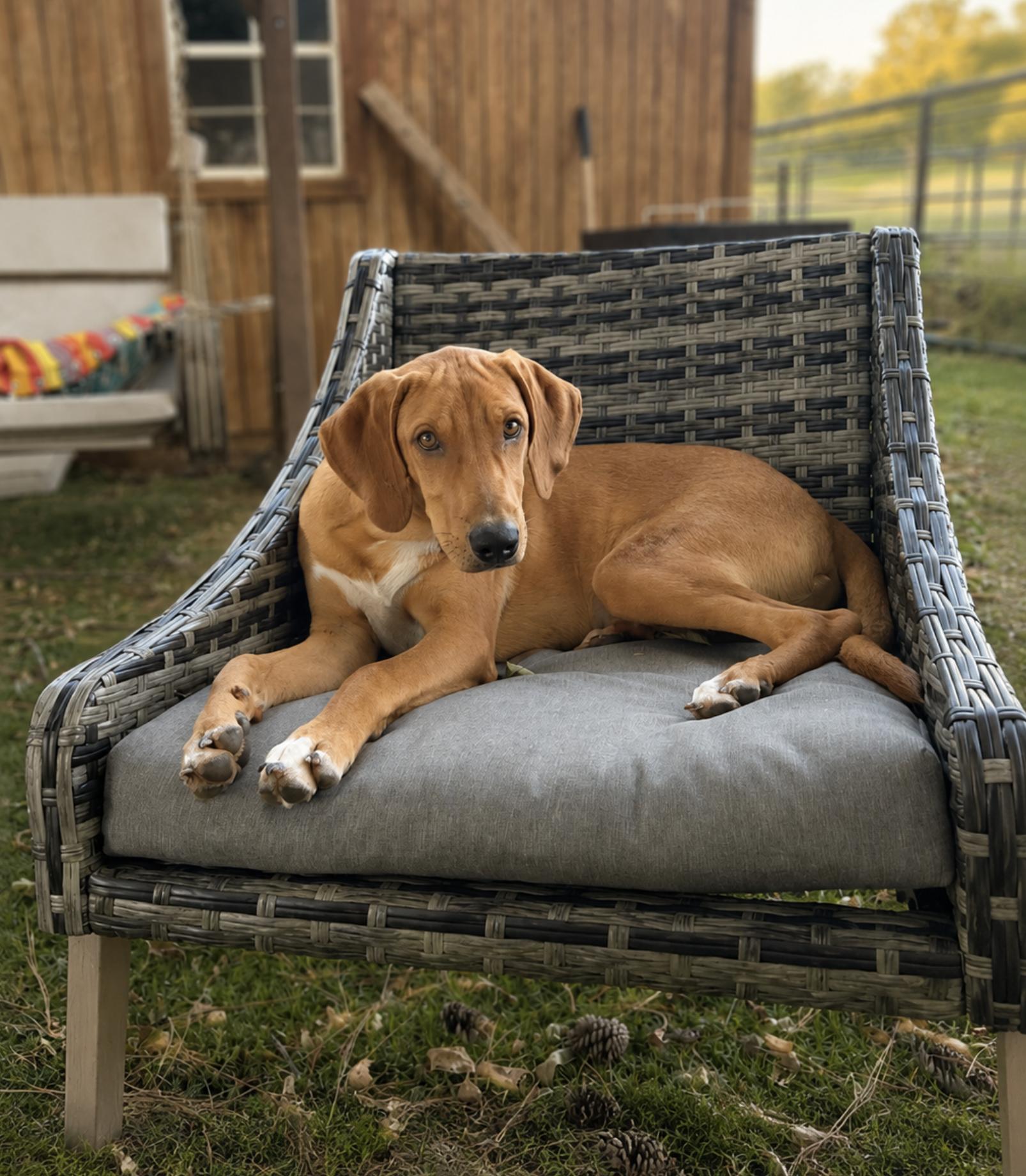Enlarge Koda, a Adoptable mixed breed in TULSA, OK image 4/6