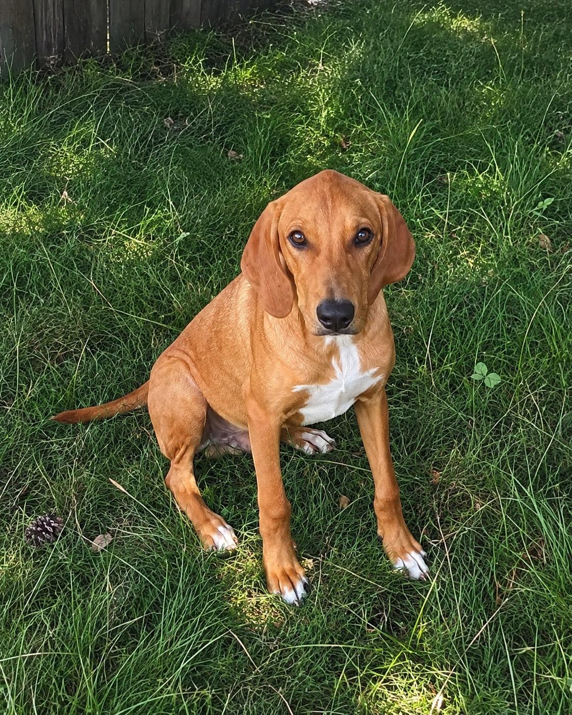 Enlarge Koda, a Adoptable mixed breed in TULSA, OK image 5/6