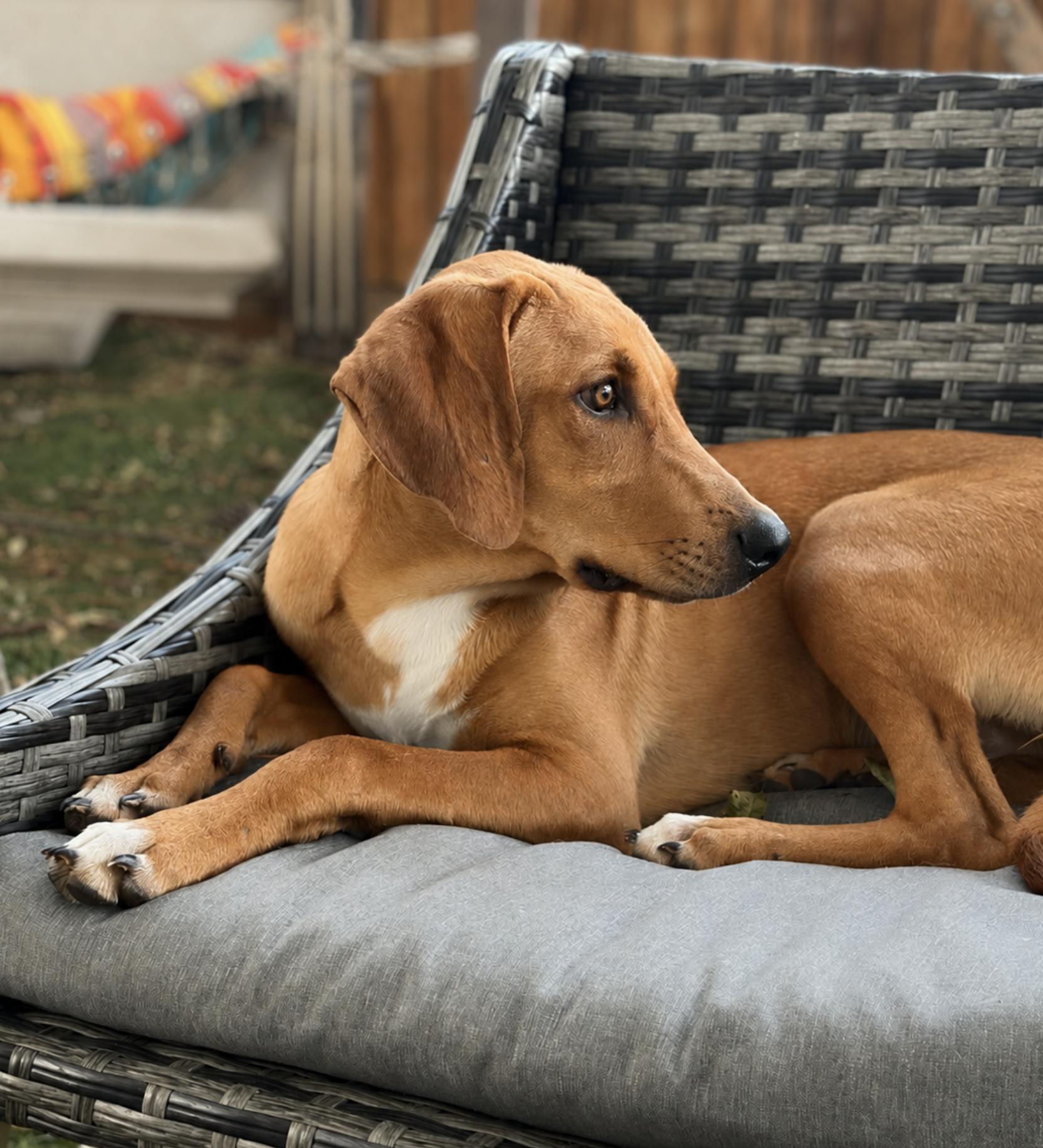 Enlarge Koda, a Adoptable mixed breed in TULSA, OK image 6/6