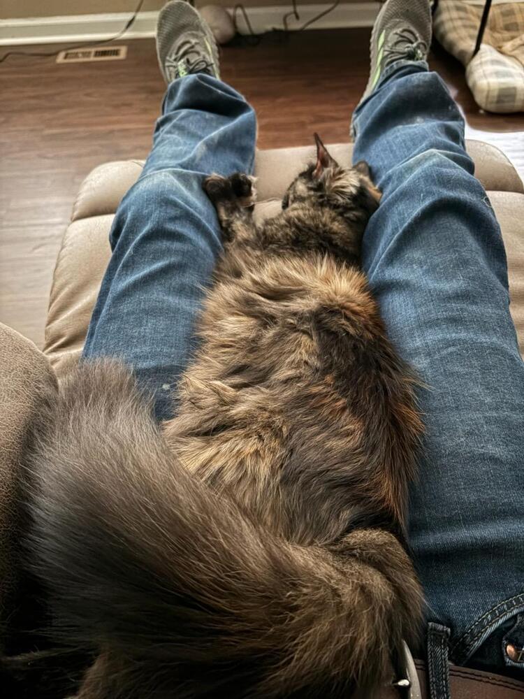 Enlarge Bear, a Adoptable mixed breed in WARNER ROBINS, GA image 3/6