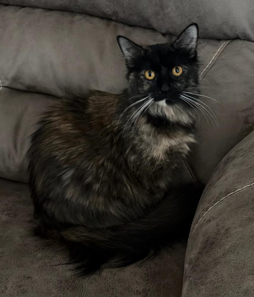 Enlarge Bear, a Adoptable mixed breed in WARNER ROBINS, GA image 4/6