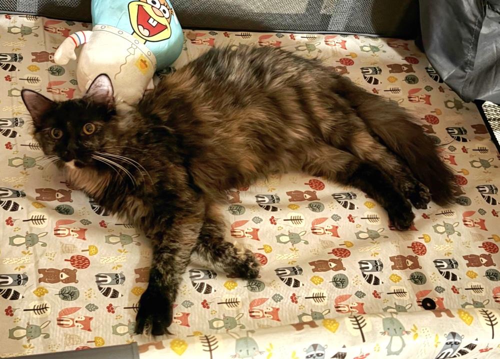 Enlarge Bear, a Adoptable mixed breed in WARNER ROBINS, GA image 5/6