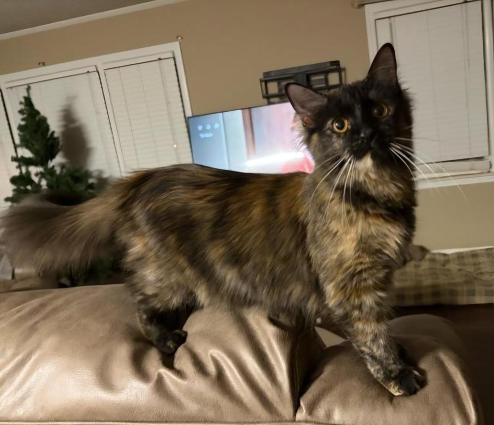 Enlarge Bear, a Adoptable mixed breed in WARNER ROBINS, GA image 6/6