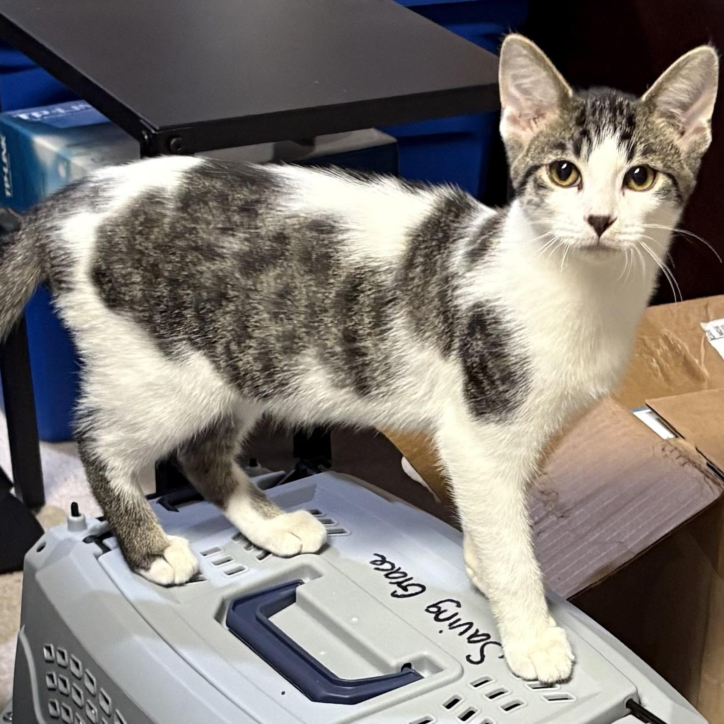 Enlarge Rice Crispy, a Adoptable Domestic Short Hair in Madison, WI image 6/6