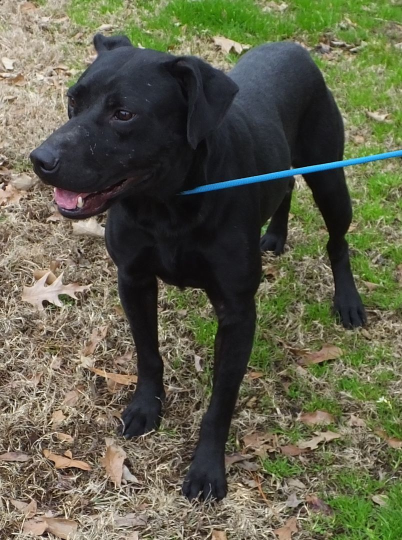 Richard , an adoptable Black Labrador Retriever in Madison, MS, 39110 | Photo Image 1
