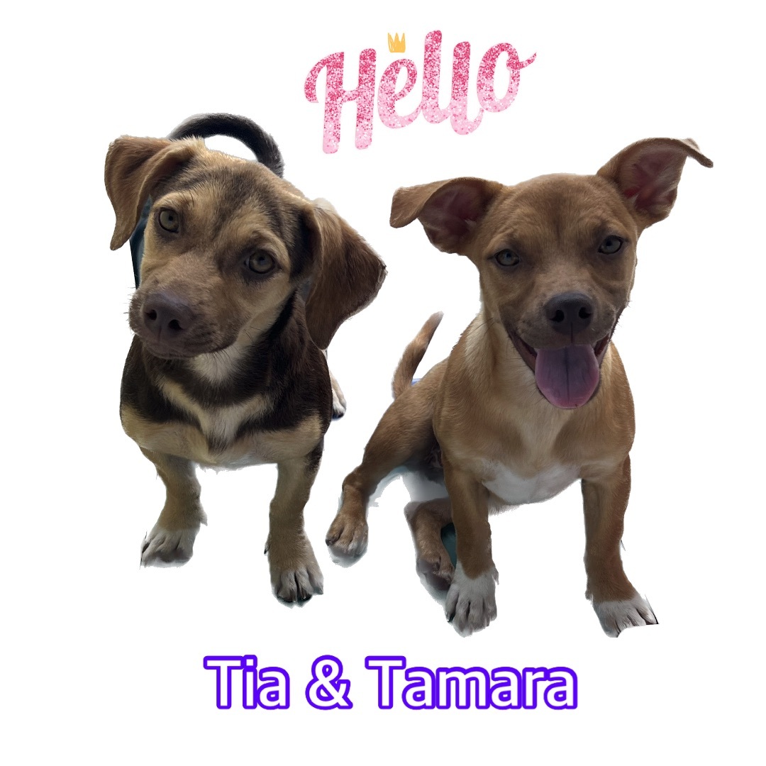 Tia & Tamara , a Adoptable Dachshund in Hollywood, FL image 1/2