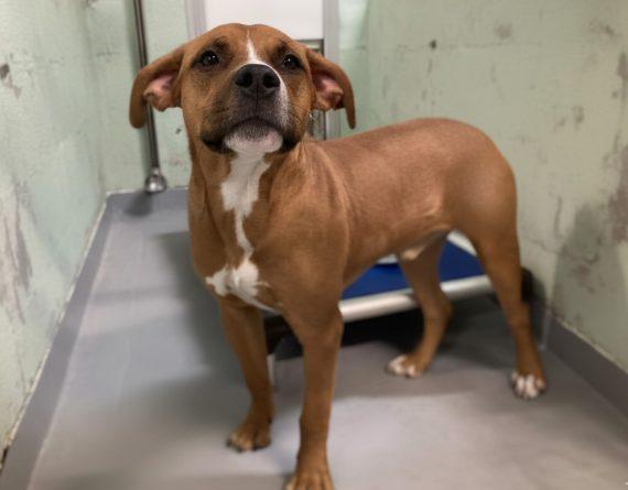 Pringles, Adoptable, Young Male Mixed Breed.