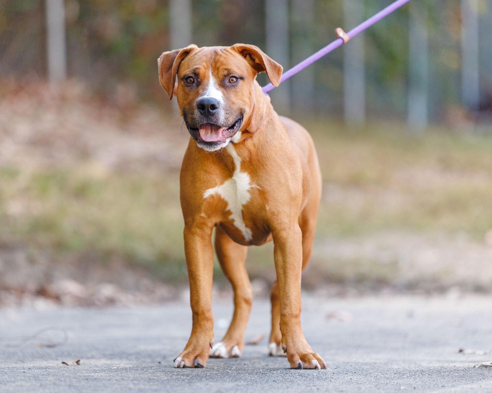 Pringles, a Adoptable Mixed Breed in Durham, NC image 2/2