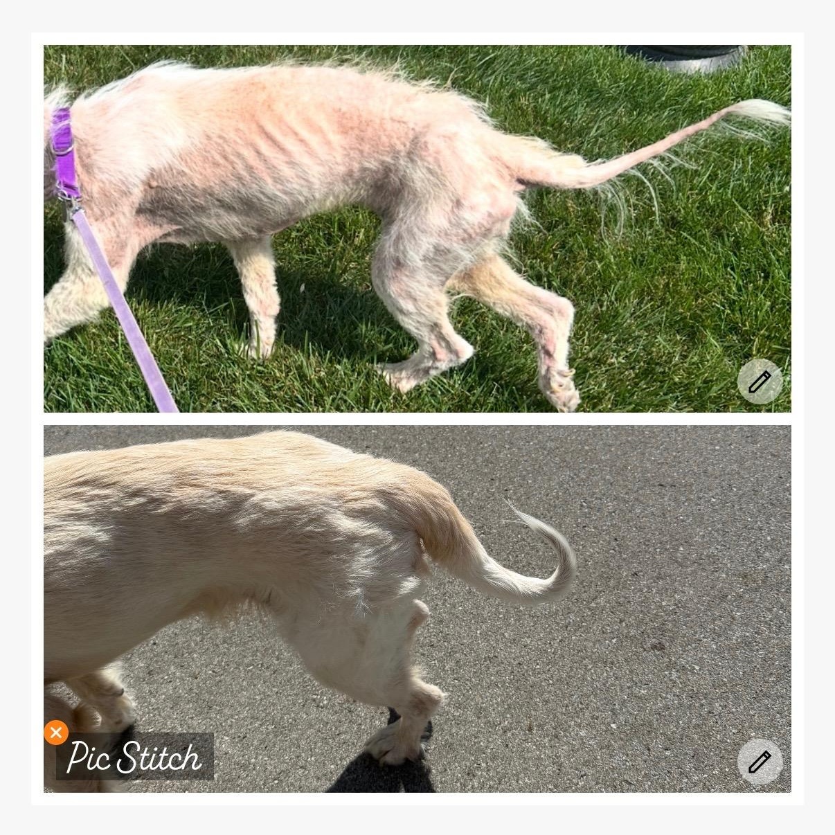 Junebug - Adult - New to Rescue