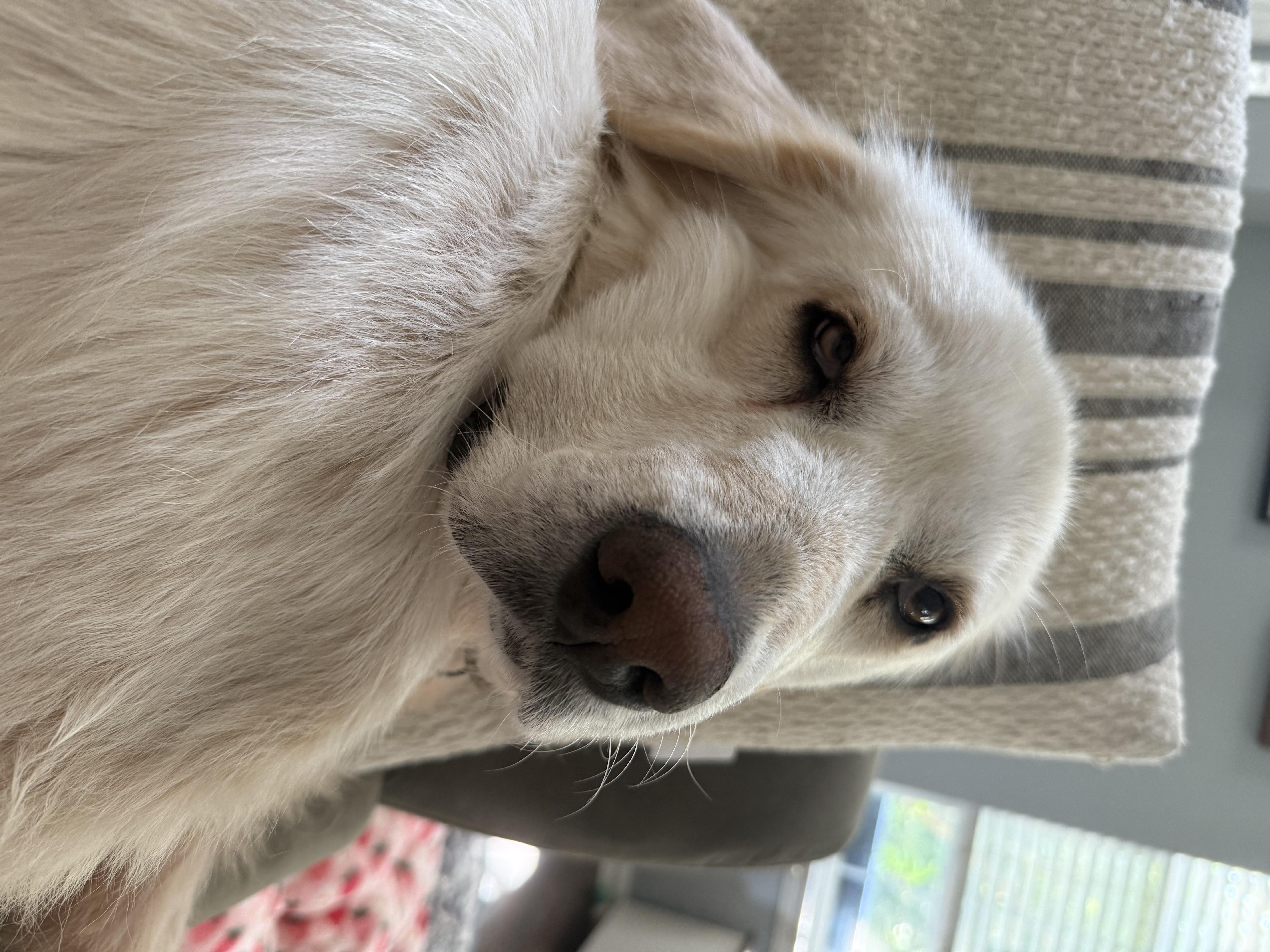 Junebug - Adult - New to Rescue