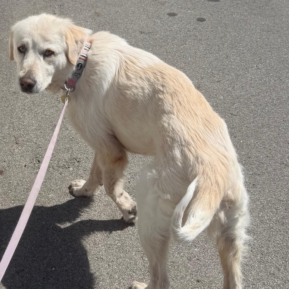 Junebug - Adult - New to Rescue