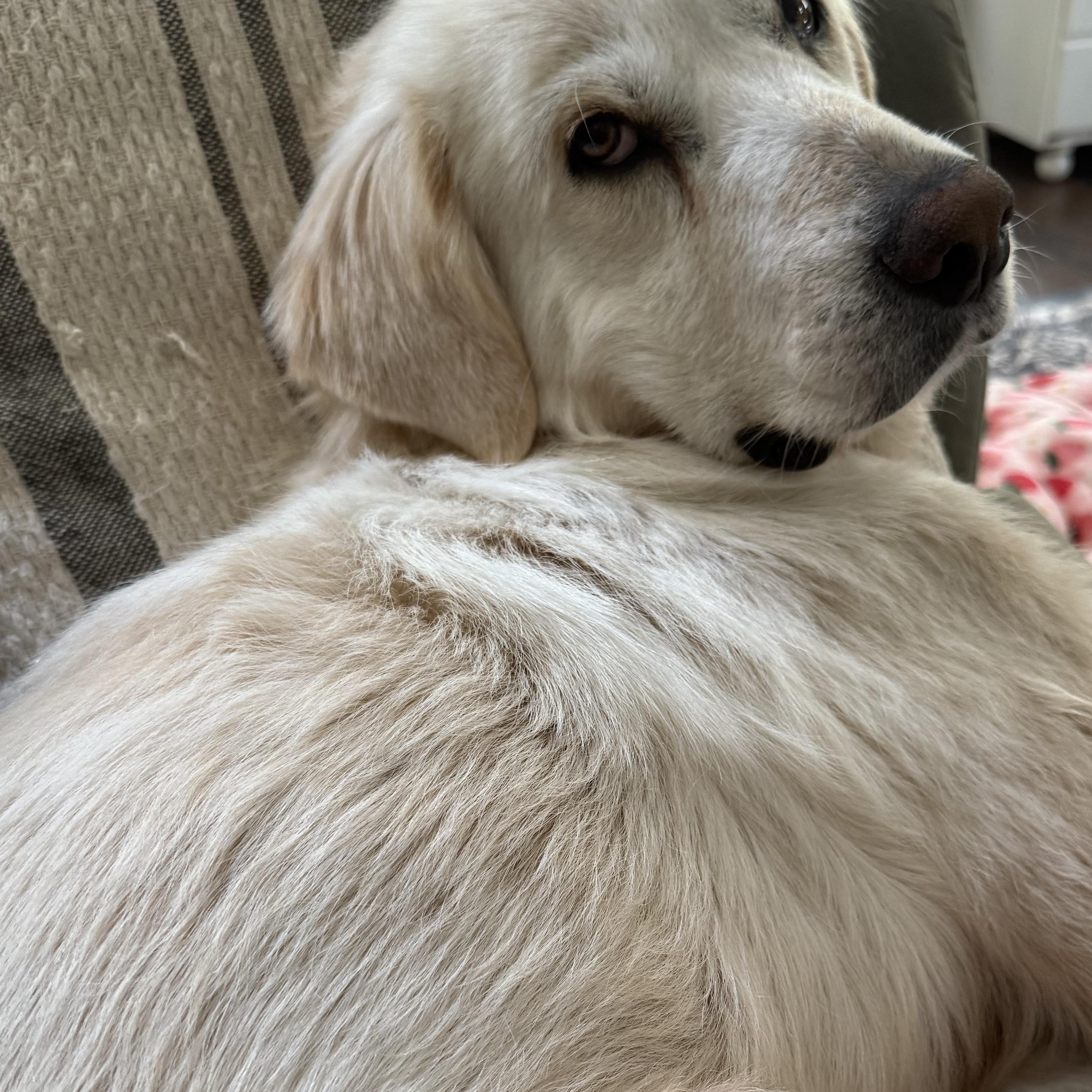 Junebug - Adult - New to Rescue