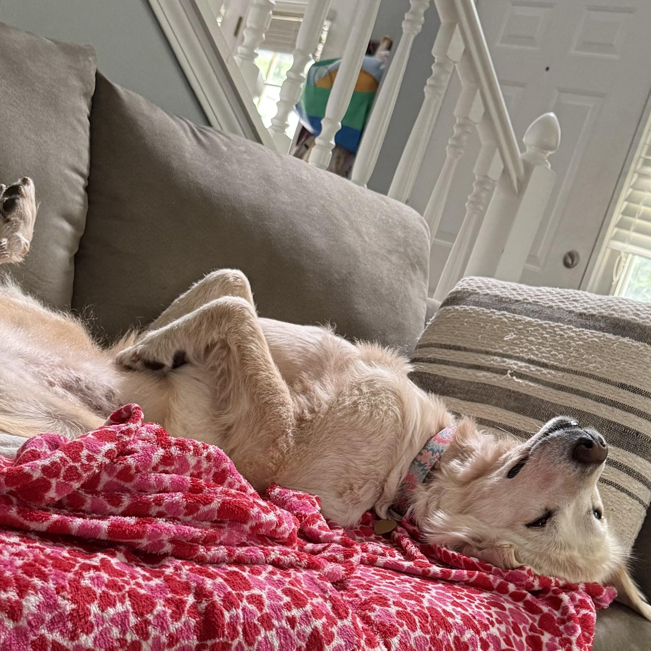 Junebug - Adult - New to Rescue