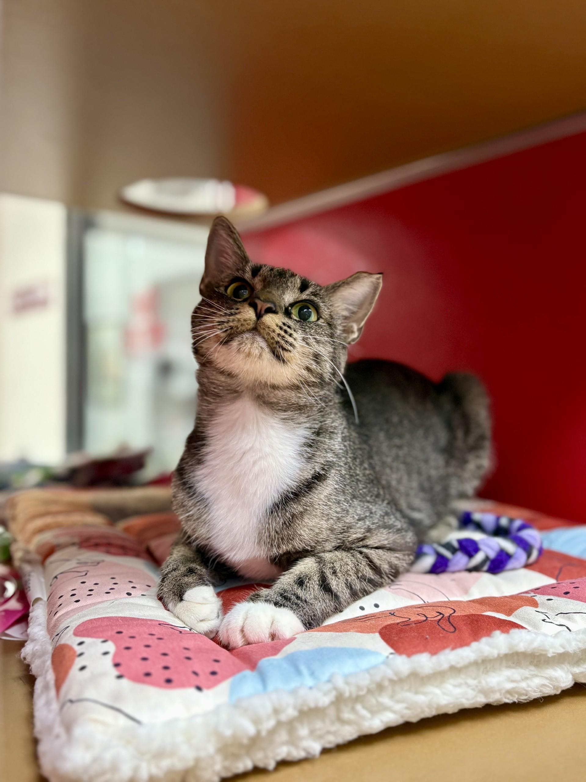 Paisley, an adoptable Domestic Short Hair in Lake Havasu City, AZ, 86406 | Photo Image 1