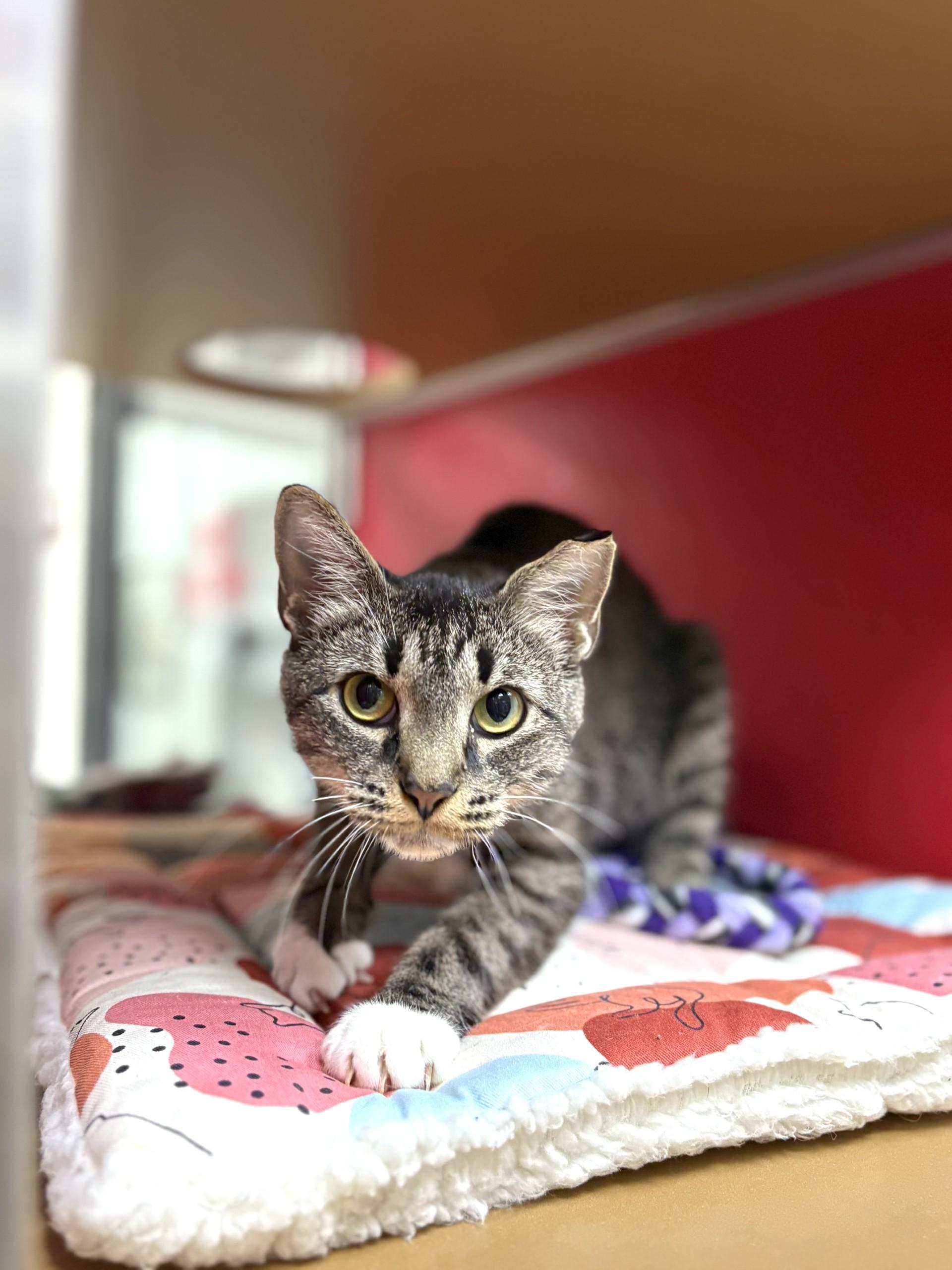 Paisley, an adoptable Domestic Short Hair in Lake Havasu City, AZ, 86406 | Photo Image 2