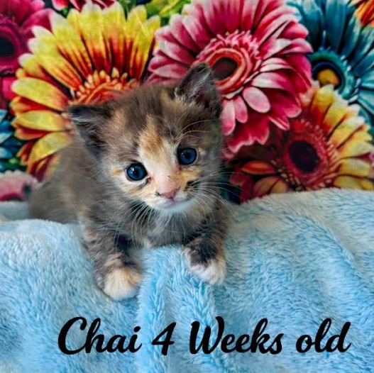 Enlarge Chai (Cheri), an adopted Dilute Tortoiseshell in Woodland Hills, CA image 1/6