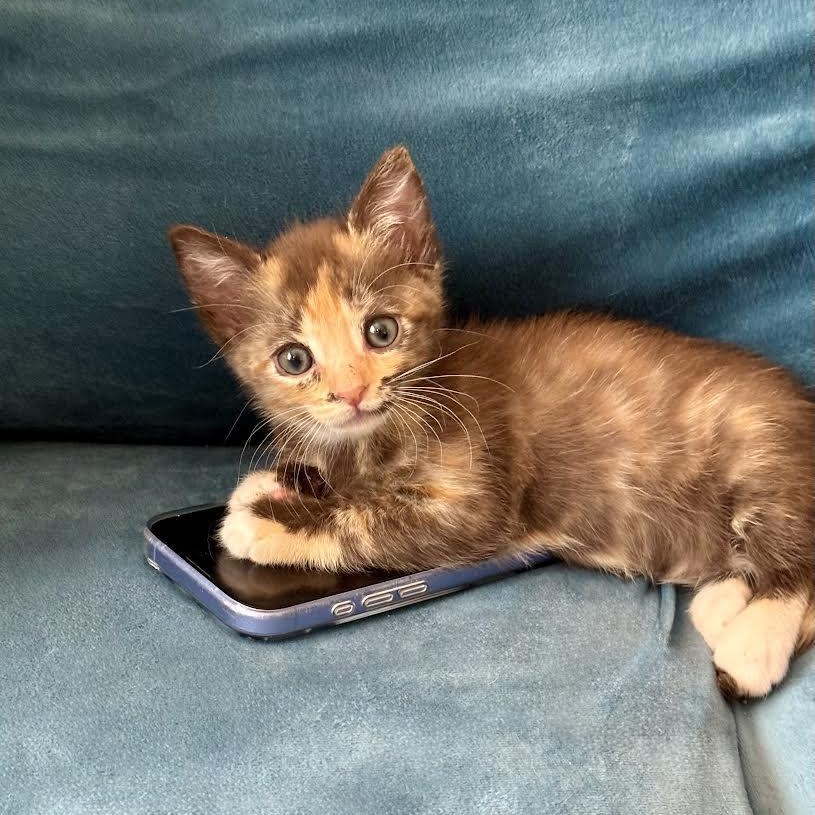 Enlarge Chai (Cheri), an adopted Dilute Tortoiseshell in Woodland Hills, CA image 4/6