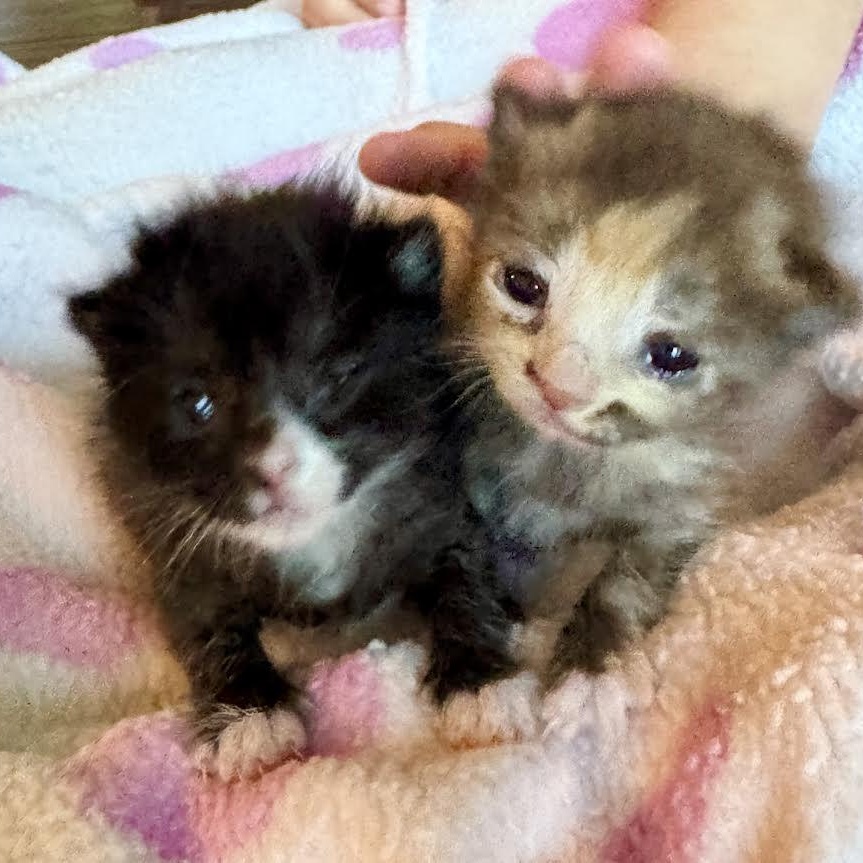 Enlarge Chai (Cheri), an adopted Dilute Tortoiseshell in Woodland Hills, CA image 6/6