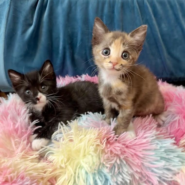 Enlarge Chai (Cheri), an adopted Dilute Tortoiseshell in Woodland Hills, CA image 5/6