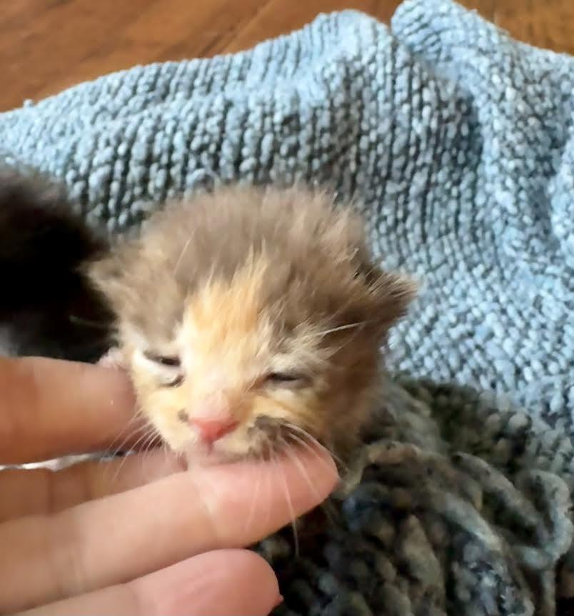 Enlarge Chai (Cheri), an adopted Dilute Tortoiseshell in Woodland Hills, CA image 2/6