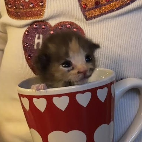 Enlarge Chai (Cheri), an adopted Dilute Tortoiseshell in Woodland Hills, CA image 3/6