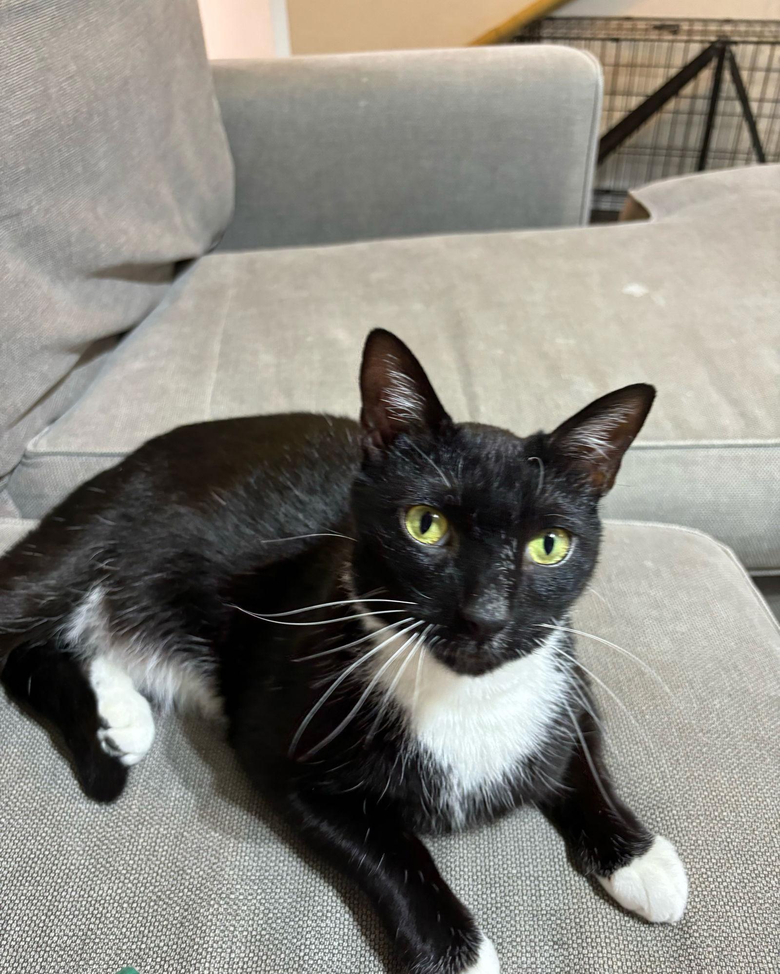 Carlos Santana, Adoptable, Adult Male Domestic Short Hair.