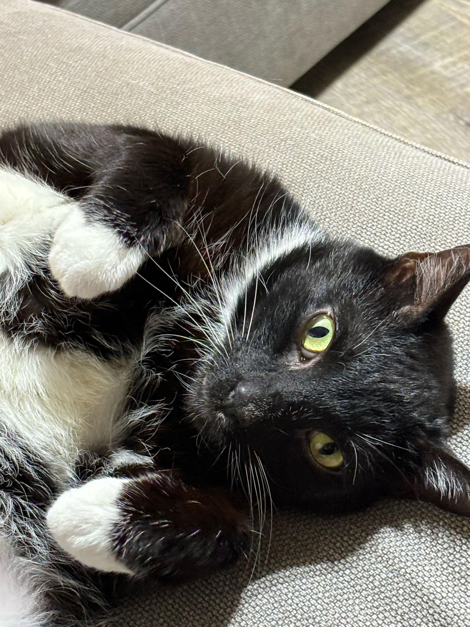 Carlos Santana, a Adoptable Domestic Short Hair in Lutherville, MD image 2/3