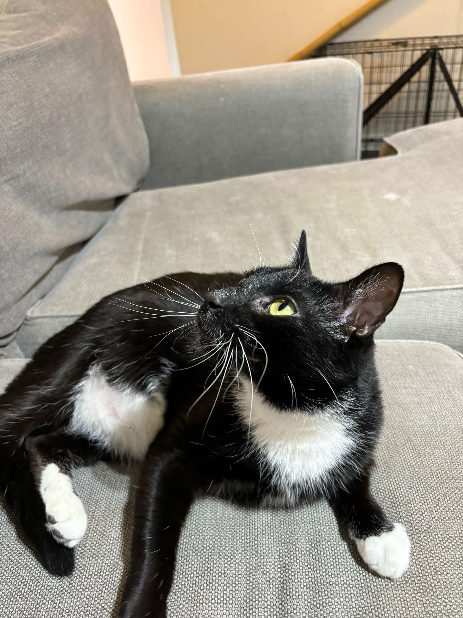 Carlos Santana, a Adoptable Domestic Short Hair in Lutherville, MD image 3/3