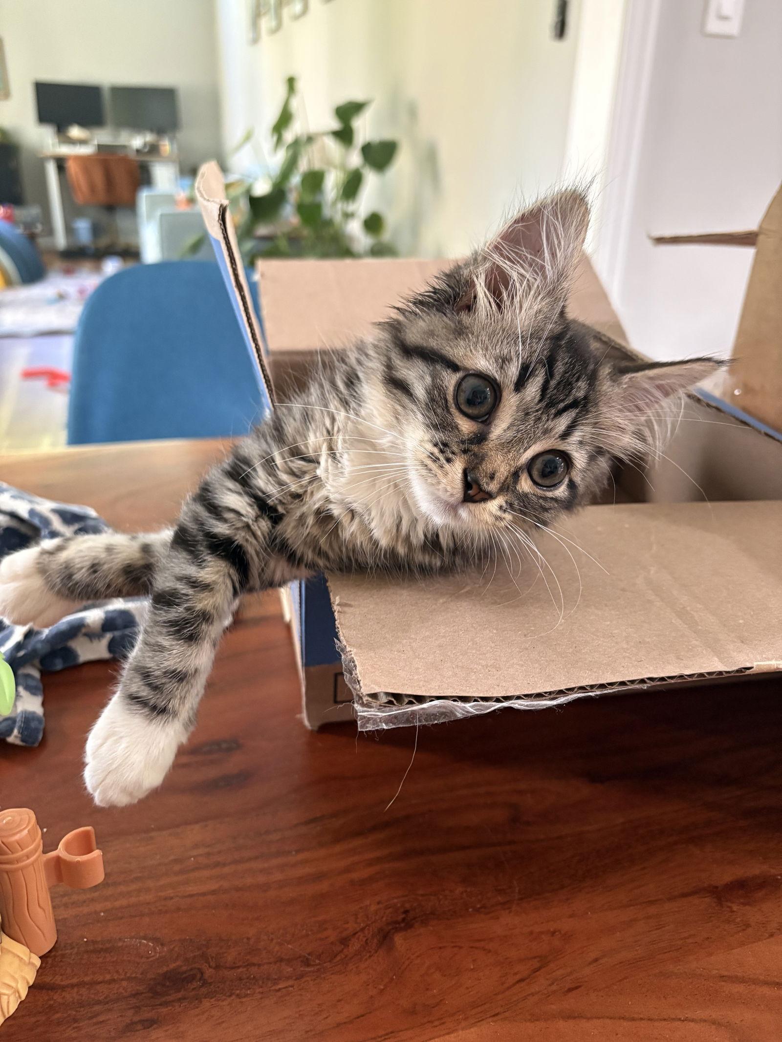 Enlarge Chester, a Adopted Domestic Medium Hair in Reston, VA image 1/3