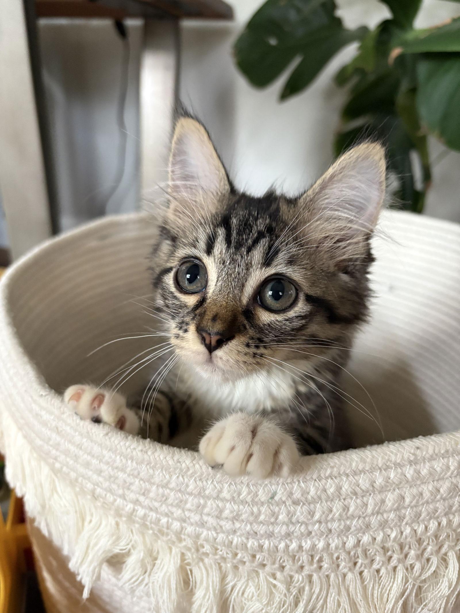 Enlarge Chester, a Adopted Domestic Medium Hair in Reston, VA image 2/3