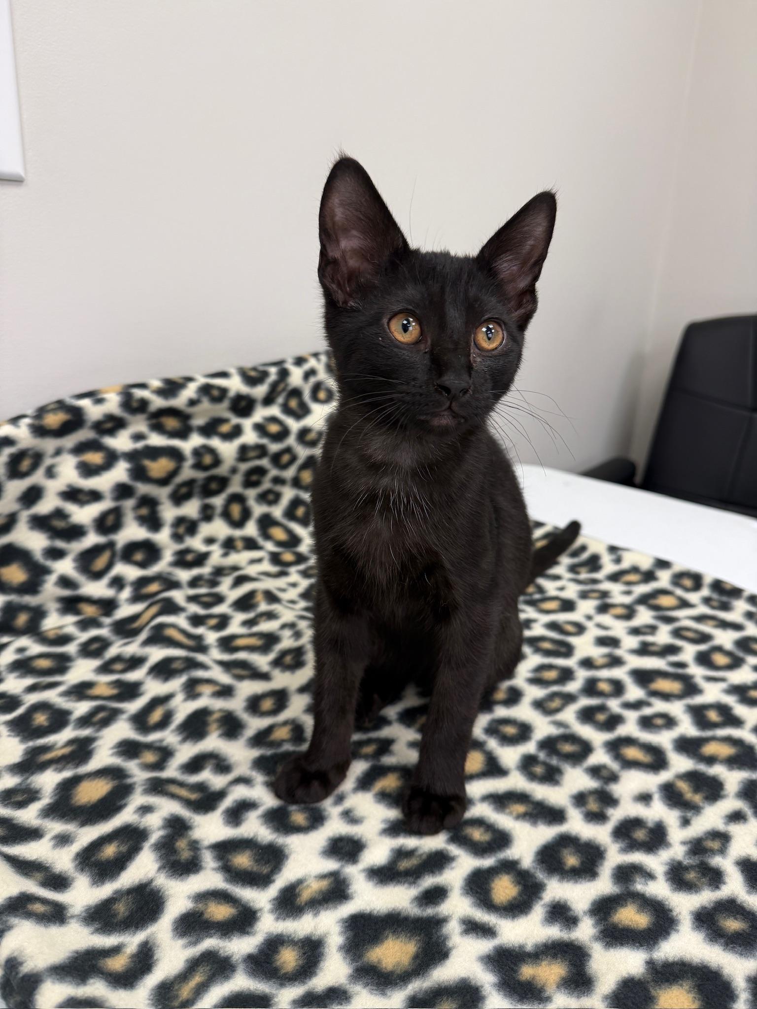 Enlarge Jaro, a Adoptable Domestic Short Hair in Louisville, OH image 3/3