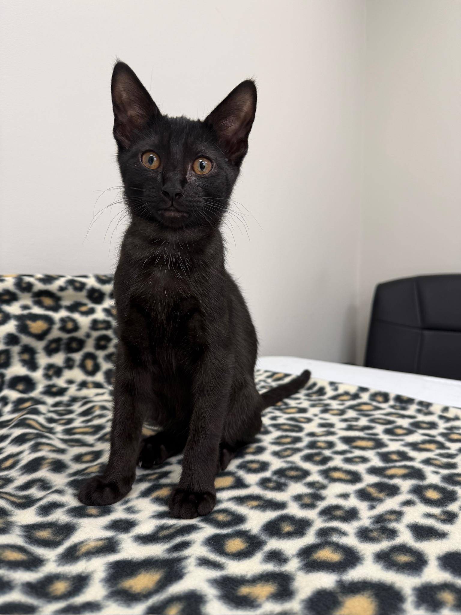 Enlarge Jaro, a Adoptable Domestic Short Hair in Louisville, OH image 2/3